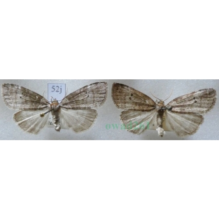 Ochropacha duplaris (Linnaeus, 1761) pair Falica dwojnica Czech52j